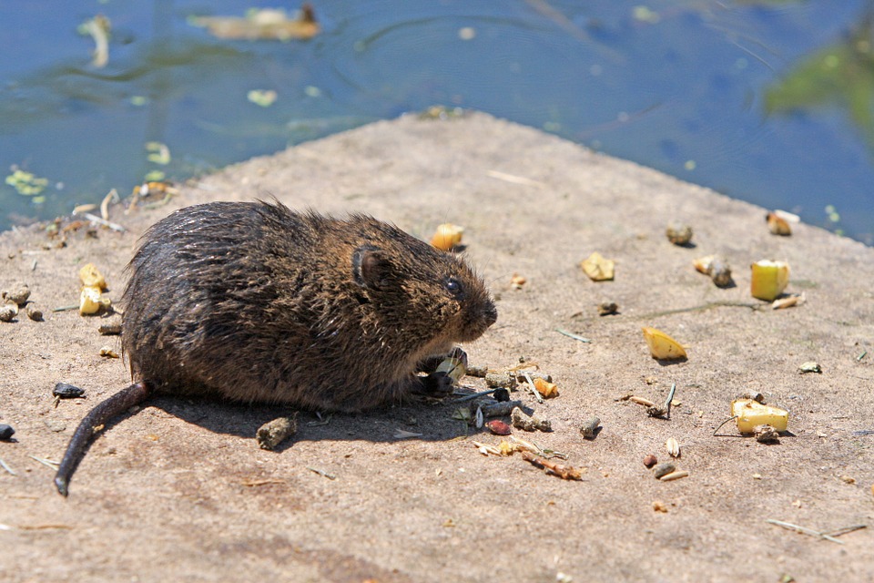 Dedetização de ratos no Rio e Grande Rio