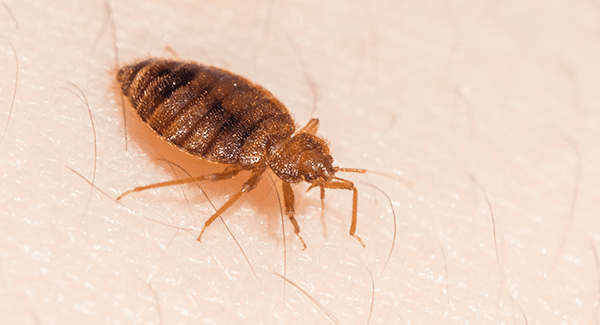 Dedetização de percevejo de cama (bed bug) no Rio e Grande Rio