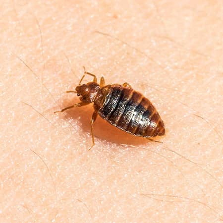 Dedetização de percevejo de cama (bed bug) no Rio e Grande Rio