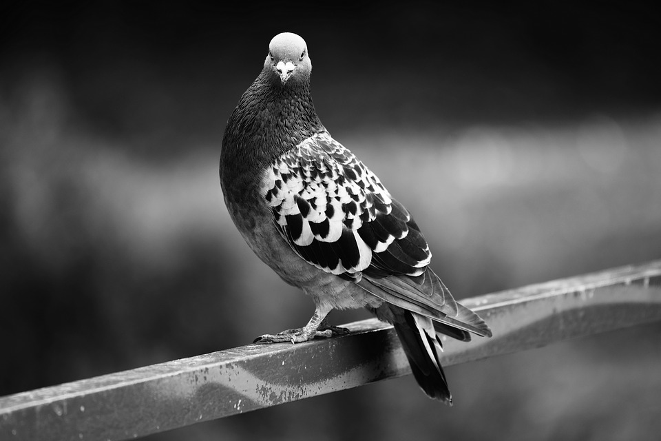 Dedetização de piolho de pombo no Rio e Grande Rio