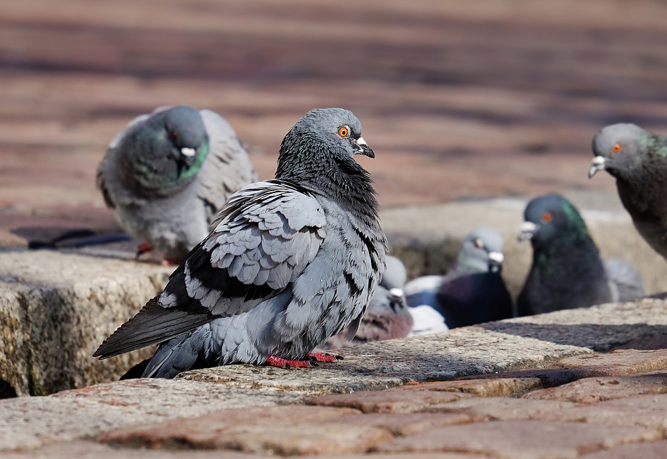 Dedetização de piolho de pombo no Rio e Grande Rio