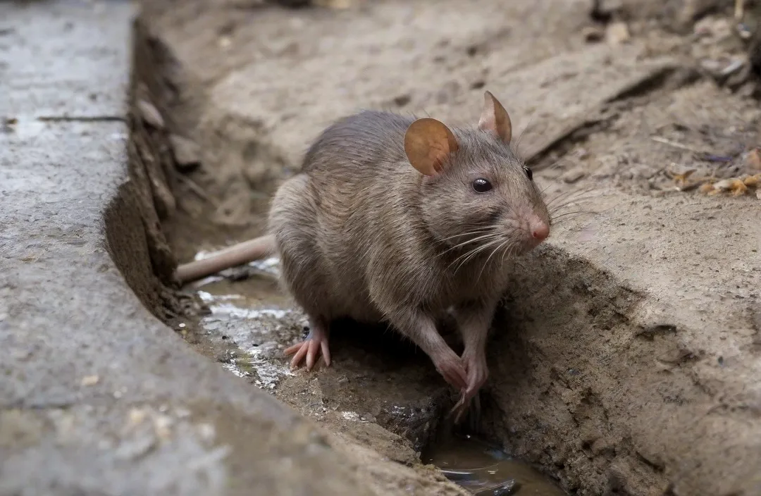 Dedetização de ratos no Rio e Grande Rio | Dedetizar Ratos? Dedetização de ratos no Rio e Grande Rio | Dedetizar Ratos?