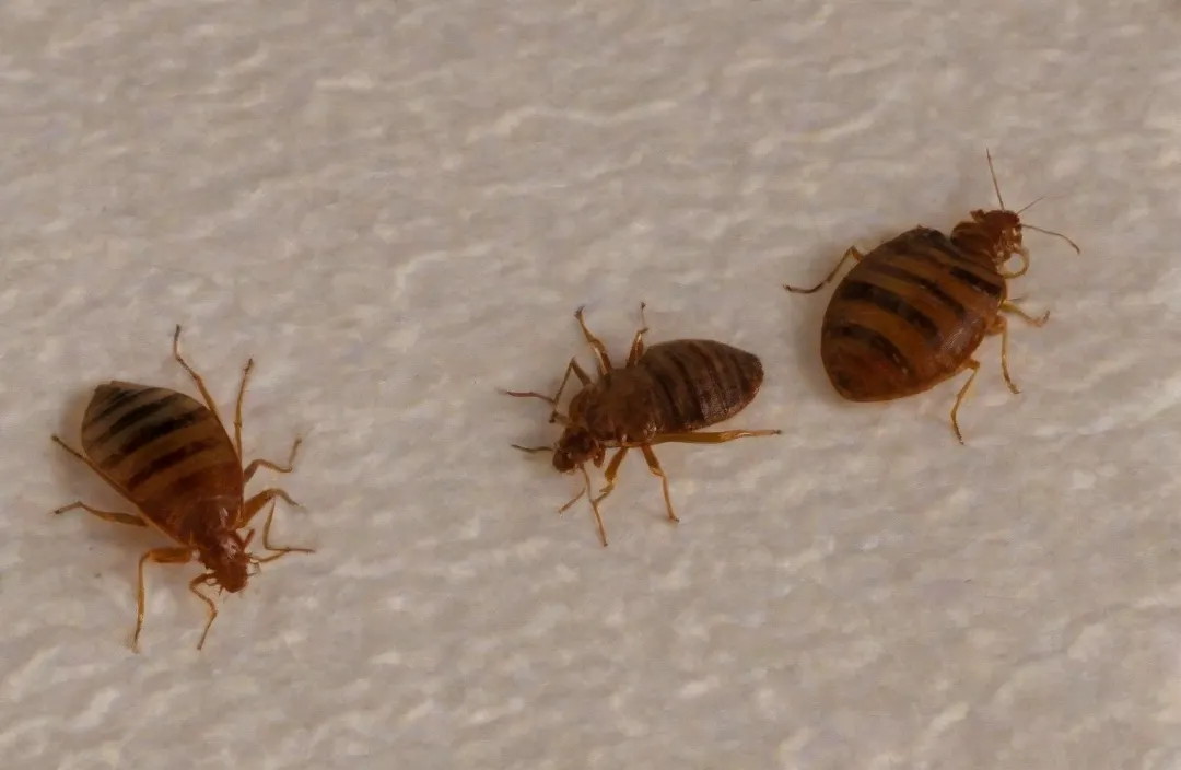 Dedetização de percevejo de cama (bed bug) no Rio e Grande Rio Dedetização de percevejo de cama (bed bug) no Rio e Grande Rio