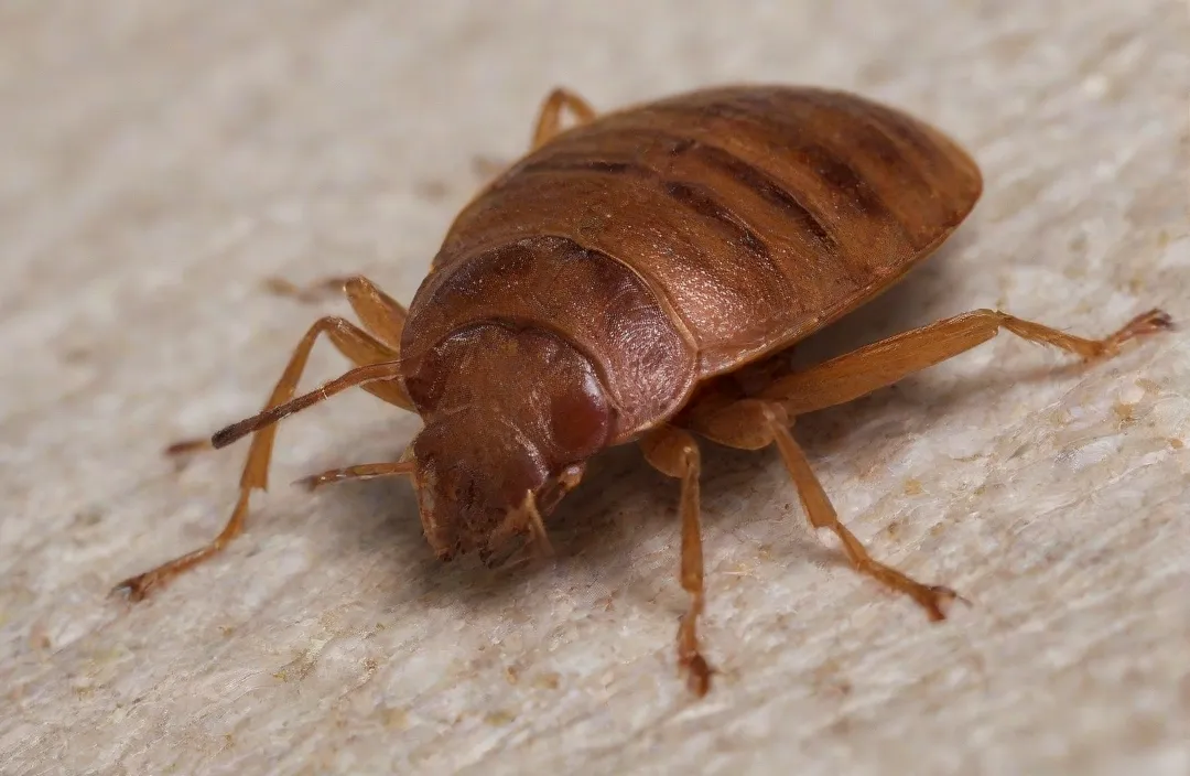 Dedetização de percevejo de cama (bed bug) no Rio e Grande Rio Dedetização de percevejo de cama (bed bug) no Rio e Grande Rio