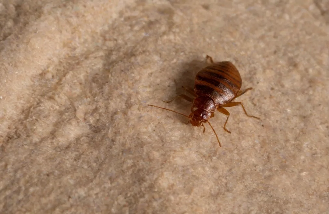 Dedetização de percevejo de cama (bed bug) no Rio e Grande Rio Dedetização de percevejo de cama (bed bug) no Rio e Grande Rio