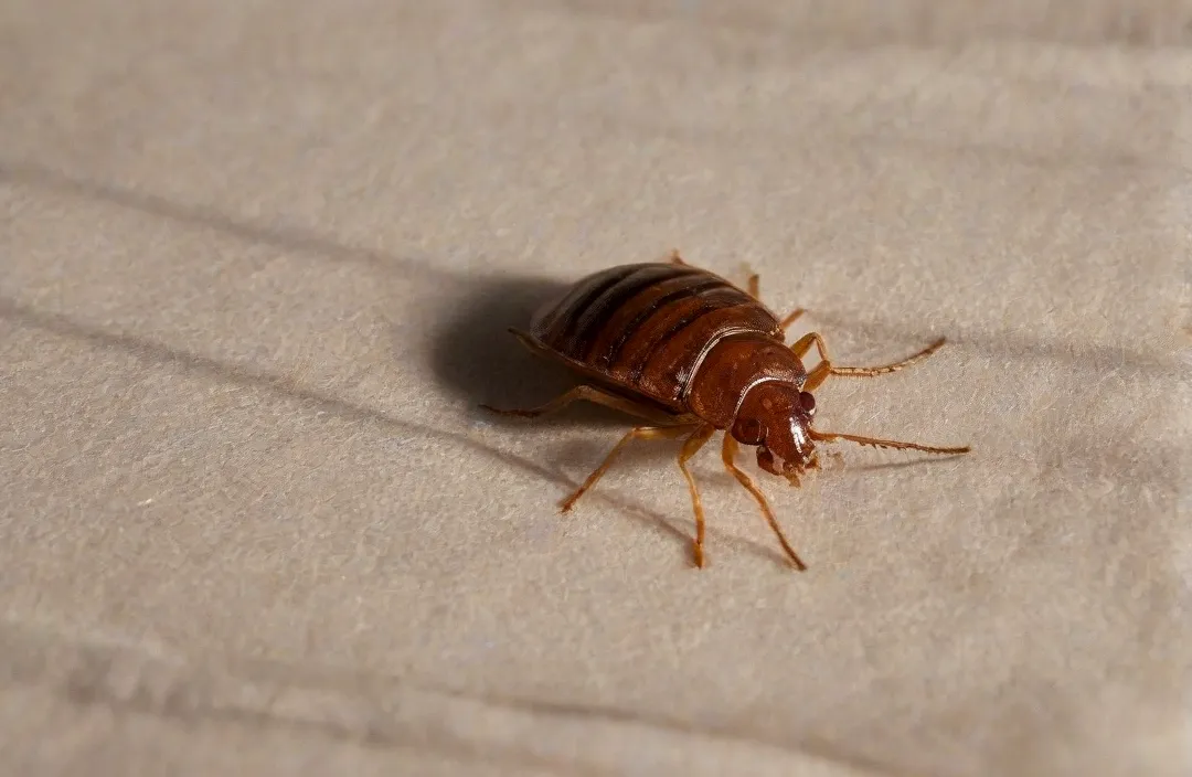 Dedetização de percevejo de cama (bed bug) no Rio e Grande Rio Dedetização de percevejo de cama (bed bug) no Rio e Grande Rio