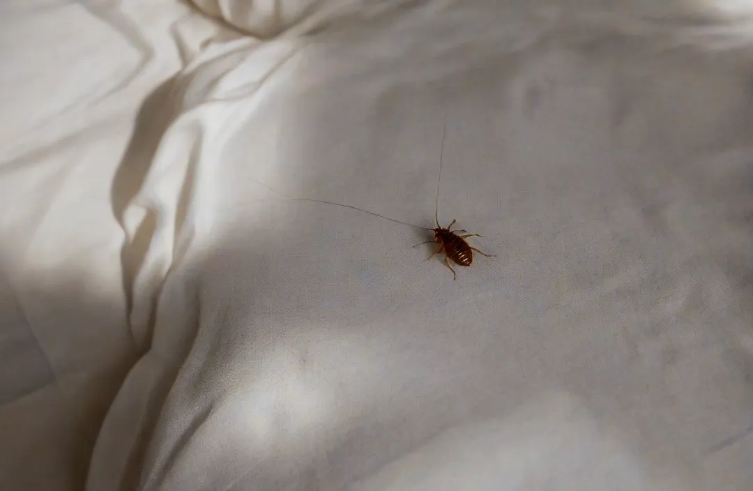 Dedetização de percevejo de cama (bed bug) no Rio e Grande Rio Dedetização de percevejo de cama (bed bug) no Rio e Grande Rio